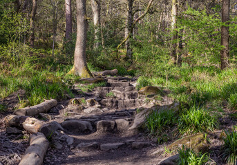 Woodland scene during Spring 