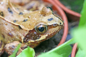 Toad in a flower pot	