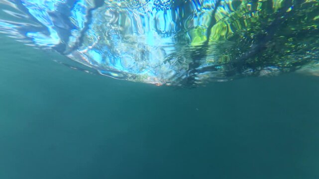 Trees from Underwater Slow Motion x2 Filmed at 60fps