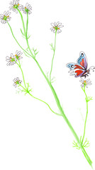 Butterfly and Camomile Flowers Watercolor Blossom. Artistic Wildflowers bloom. Easter Spring Background. Vector