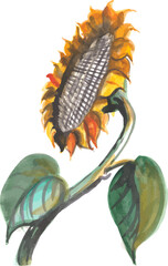 Sunflower Flower Closeup Watercolour. Vector illustration