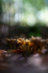 Champignons des bois en automne 