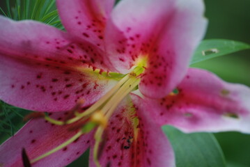 White pink lily. A large flower shaped like a bell grows among green leaves. It has long wide petals that are white at the edges and pink in the center. Long pale yellow pistils.