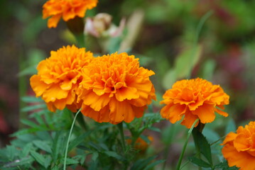 Marigolds deflected, or French. Annual flowers with strong green stems that branch densely from the base. Orange inflorescences in the form of a basket with wide petals, located at the ends of shoots.