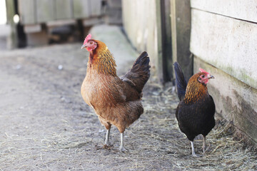 Animal farm background. Countryside landscape. Chicken farm. Wooden fence barn. Brown orange color feathers. Chicken walking freely on hay. Closeup bird.