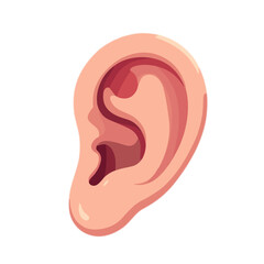 Anatomical illustration of human ear in vector style