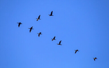 Flock of the cormorants flying on the blue sky. Great cormorant (Phalacrocorax carbo).