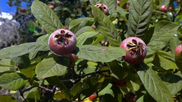 The medlar or common medlar - Mespilus germanica, brown edible sweet fruit with seeds on the background of green leaves in the garden