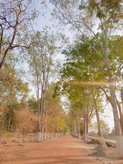Green trees against blue sky background, nature photography, natural scenic wallpaper