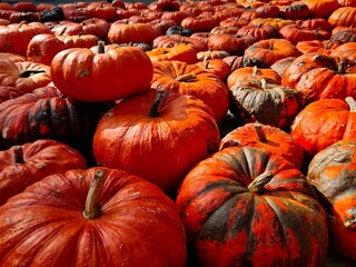 ocean of hundrets red fresh harvested pumpkins presented in sunny autumn weather