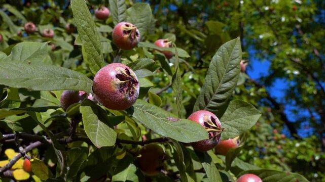 The medlar or common medlar - Mespilus germanica, brown edible sweet fruit with seeds on the background of green leaves in the garden