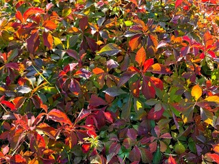 Autumn red leaves virginia creeper Parthenocissus quinquefolia