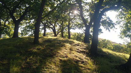Obraz premium A hill with ancient oak trees, providing shade and shelter for wildlife.