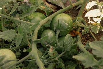 Green tomatoes grown in a backyard garden symbolizing leisure time activities. 