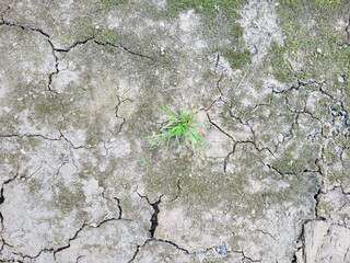 The sprout grows in the middle of a drought. The background of arid cracked earth. The concept of environmental protection