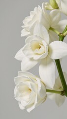 Elegantly adorned white flowering branches