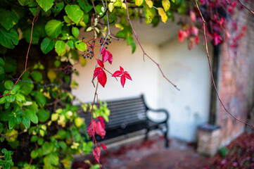 Red leaves and bench in autumnal October