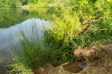 Groundhog Peeking from Burrow by Scenic Lakeside.