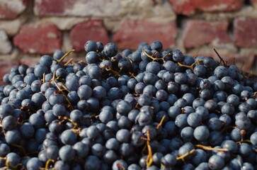 grapes on vine
