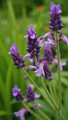 Fototapeta premium A tranquil scene of lavender flowers blooming amidst a vibrant purple garden evoking natures serenity