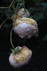 A wilted rose