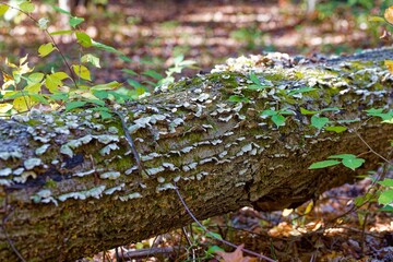 Fungi Turkey tail (Trametes versicolor). It commonly grows in tiled layers in groups or rows on logs and stumps of deciduous trees, and is common in North America 
