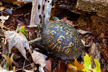 The eastern box turtle (Terrapene carolina carolina). A land turtle basking in an oak forest