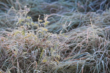 frost on grass