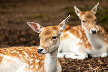 Lying female fallow deer (dama, dama)