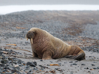 Walrus, Phippsøya, Sjuøyane archipelago, Svalbard