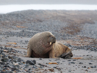 Walrus, Phippsøya, Sjuøyane archipelago, Svalbard