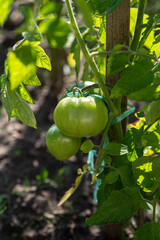 Close-up of green tomato plants in a garden