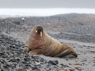 Walrus, Phippsøya, Sjuøyane archipelago, Svalbard