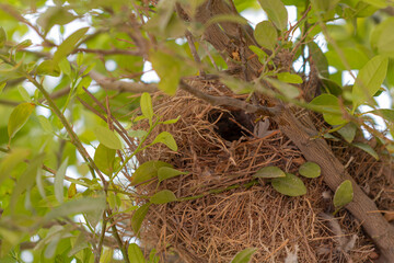 bird nest on a tree