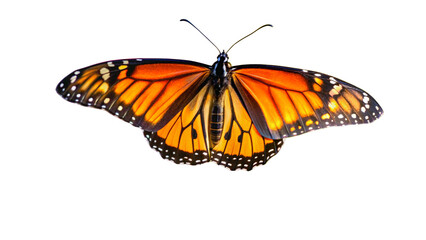 Fototapeta premium Butterfly isolated on white. 
