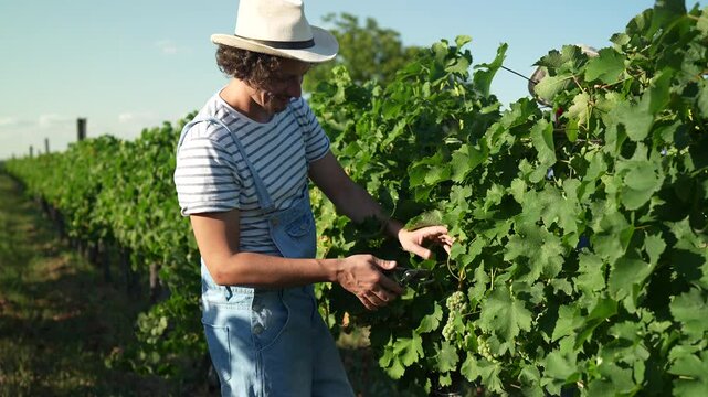adult man farmer work and pruning grape in the vineyard
