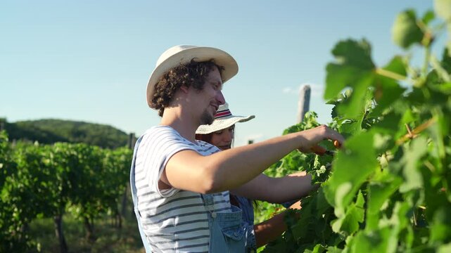 adult man farmer work and pruning grape in the vineyard