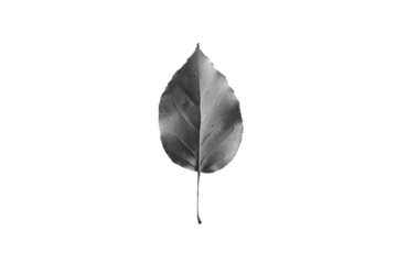 A leaf is shown in black and white on a white background