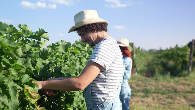 adult man farmer work and pruning grape in the vineyard