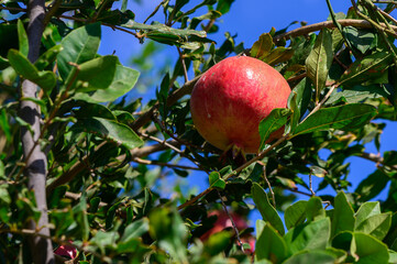 Ripe pomegranate nestled among green leaves under a clear blue sky in an orchard during a sunny afternoon