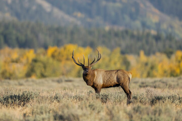 Rocky Mountain bull elk have the largest antlers of the 4 North American subspecies. Elk have a golden brown coat during the summer and a longer, grayish brown coat