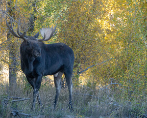 The moose or elk (Alces alces) is the world's tallest, largest, and heaviest extant species of deer...
