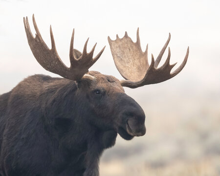 The moose or elk (Alces alces) is the world's tallest, largest, and heaviest extant species of deer and the only species in the genus Alces