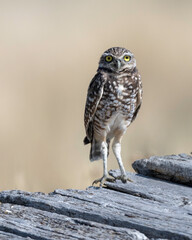 Burrowing owls (Athene cunicularia), Grand Teton National Park