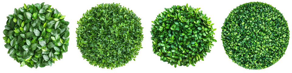 Naklejka premium collection Set of A top view of an entire circle boxwood tree ball isolated on a transparent background cutout