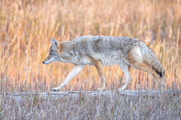 The coyote (Canis latrans), also known as the American jackal, prairie wolf, or brush wolf, is a species of canine native to North America