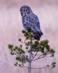 The great grey owl (Strix nebulosa) is a true owl, and is the world's largest species of owl by length. It is distributed across the Northern Hemisphere