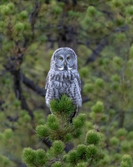 The great grey owl (Strix nebulosa) is a true owl, and is the world's largest species of owl by length. It is distributed across the Northern Hemisphere