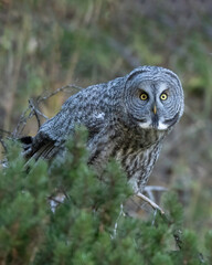 The great grey owl (Strix nebulosa) is a true owl and is the world's largest species of owl by length. It is distributed across the Northern Hemisphere