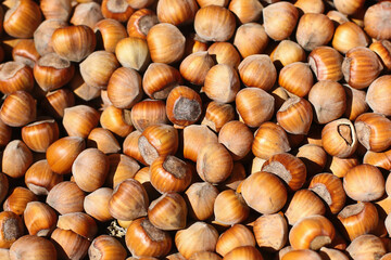 Hazelnuts in shells. Textured background of nuts piled together. Shelled hazelnuts natural pattern. Healthy snack backdrop. Nuts pattern.
